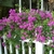 purple blooms
