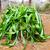Crinum Lily form in December NH County