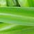crinum lily nh county leaf skdavidson