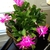 dark green crab claw-like leaves with dark pink flowers