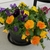 Viola x  wittrockiana, Pansy, potted plant view