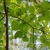 Looking up into leafy shoots silhouetted against the sky