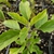 Green-leaved seedling with hairy stem.