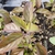 Purple-leaved seedling withy hairy stem.