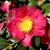 Dark green, glossy leaves, red petals with bright yellow anthers