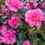 smaller, dark green leaves, vibrant, double pink blooms