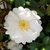 Bright, white bloom with a yellow center