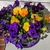 Viola x  wittrockiana, Pansy, potted plant view