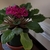 Potted rosette plant with clusters of violet flowers