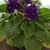 velvety, green leaves, & purple petals with yellow anthers