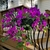 purple blooms