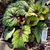 multi-colored foliage of black, white, red, and green