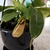 dark green leaves, tendril with light green pinkish pitcher