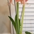 long medium green stem, green strap-like leaves