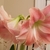 blush pink flowers, green center, white to pink stamens