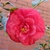 multi-petaled, pale reddish bloom, glossy, dark green leaves