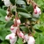 White buds with fades of dark pink, dark green leaves