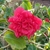 Dense, overlapping red petals