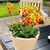 bright yellow and brown flowers shaped like a pouch