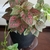 dark green leaves variegated with shades of pink