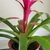 rosette of dark green strap-like leaves, magenta central vase