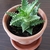 basal rosette form, lance shaped leaves, lined with teeth