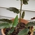 cane-type, large, dark green leaves with white dots
