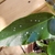 large, asymmetrical dark green leaves with multiple white dots