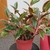 glossy, broad, lance-shaped, pink, green, and red leaves