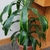 unbranched stalk with broad, green, strap-like leaves