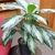 variegated, dark green to light green to silver leaves