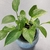 glossy, variegated leaves with cascading stems
