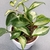 thick, waxy, variegated leaves of green and creamy white