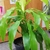 large, strap-like, green leaves