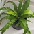 strap-shaped, glossy, bright green leaves with wavy margins