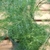 soft, fine, feathery, lime green needle-like fronds
