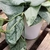 trailing dark green leaves with silver mottled variegation
