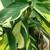 deep green leaves with cream or yellow marbling