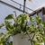 hanging pot small, green leaves with cream colored variegation,