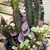 erect, multi-stemmed, columnar, sharp spines, small green leaves