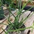 green, cylinder-like, pencil thick branchlets with tiny leaves
