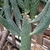 the stems have flat, green, elliptical, pad-like sections