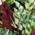 underside of the leaves are purple-maroon