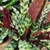 houseplant, pale green leaves, dark green blotches and margins