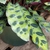 lanceolate, light green leaves, dark green spots, wavy margins