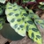 pale green leaves, dark green blotches at the side of the midrib