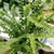 compact, dwarf variety, petite green leaves