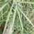 foliage view