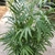 Houseplant view