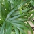 foliage view
